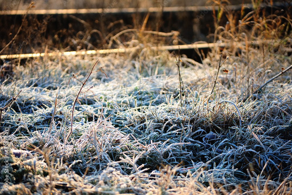 Frozen grass. Shallow depth of field Frozen grass. Shallow depth of field