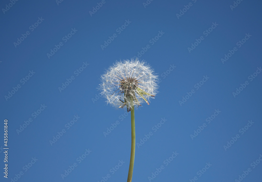 white dandelion on the background of the sky