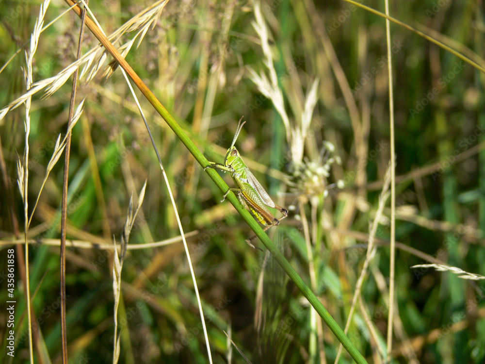 Grasshopper sitting in the tall grass Grasshopper sitting in the tall grass