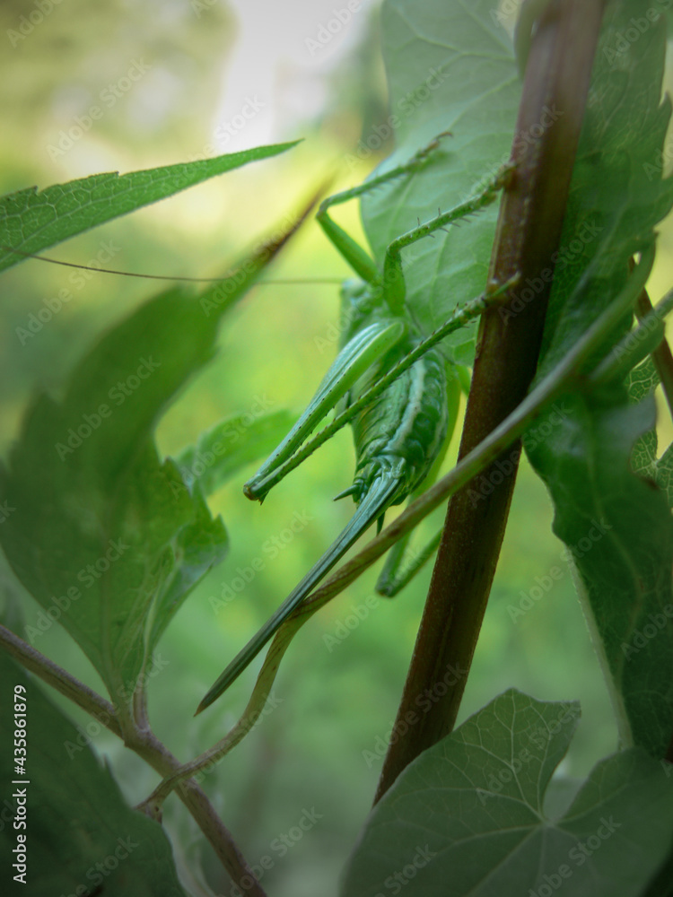Grasshopper sitting in the tall grass Grasshopper sitting in the tall grass