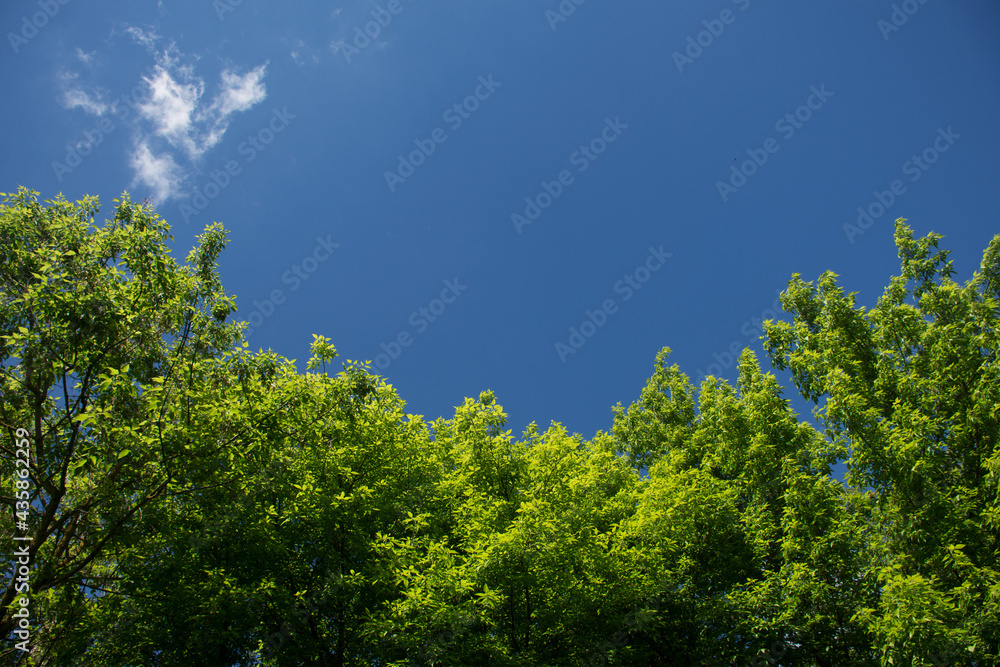 natural foliage and sky background natural foliage and sky background