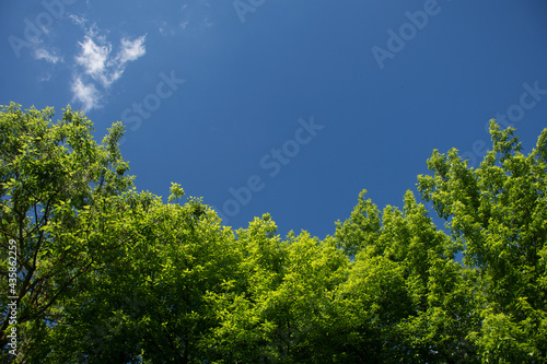natural foliage and sky background
