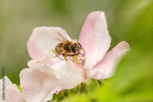 close up of a bee collecting nectar on a apple tree blossom