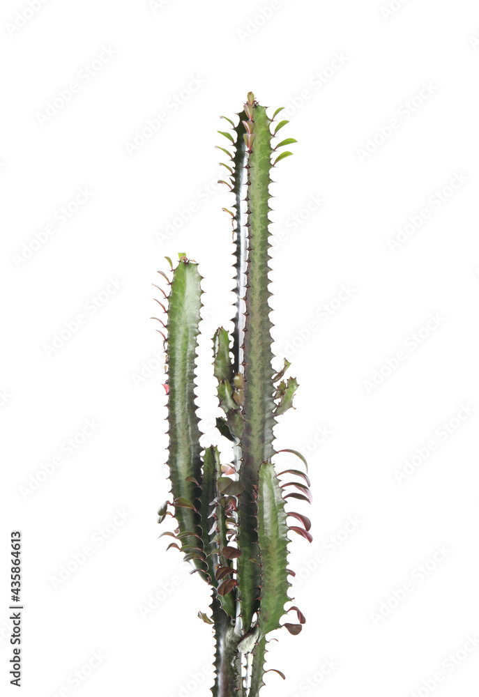 Beautiful cactus isolated on white. Tropical plant Beautiful cactus isolated on white. Tropical plant