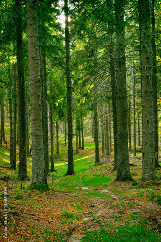Forest in the Carpathian mountains