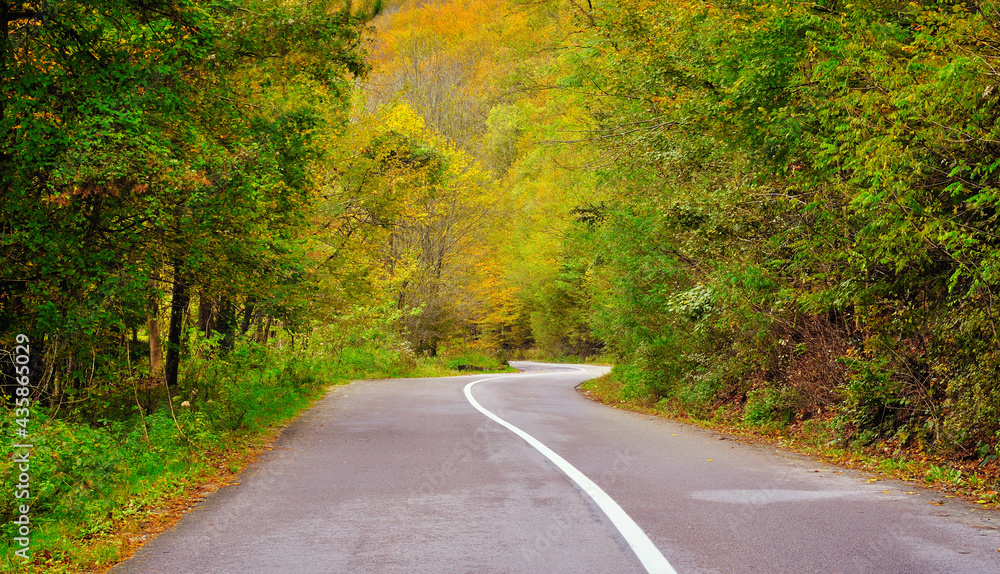 Naklejka premium Serpent asphalt road in nature