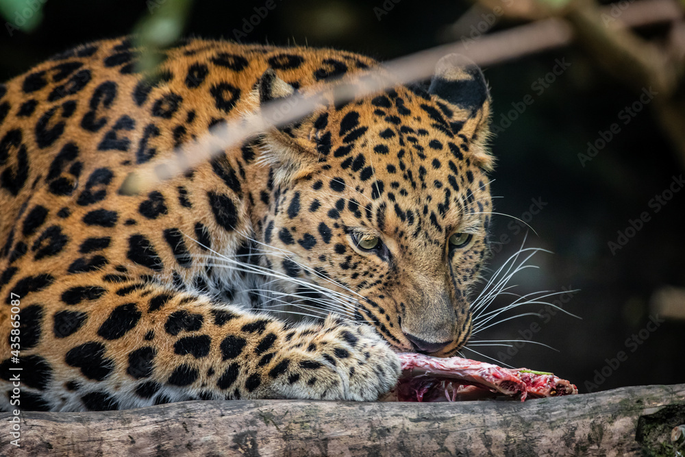 Amur leopard Amur leopard
