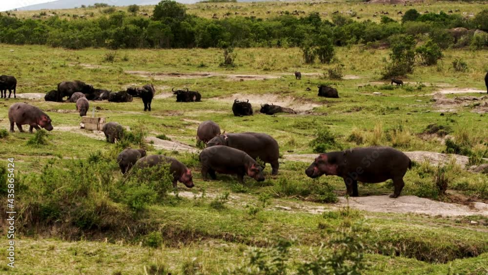 A group of Hippos (Hippopotamus amphibius) and African Buffalos (Syncerus caffer) walking around on the green Kenyan grass. The hippos have many small birds on them, showing a symbiotic relationship. A group of Hippos (Hippopotamus amphibius) and African Buffalos (Syncerus caffer) walking around on the green Kenyan grass. The hippos have many small birds on them, showing a symbiotic relationship.