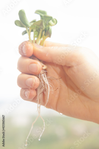 Hand holding sunflower microgreen sprouts with roots and selective focus