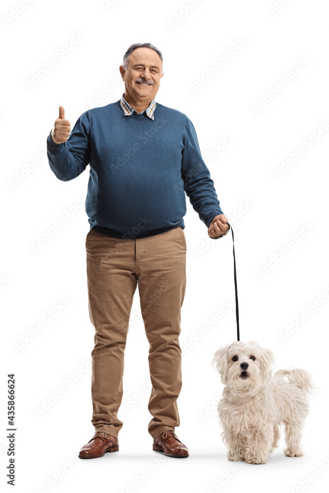 Full length portrait of a smiling mature man with a maltese poodle dog showing thumbs up Full length portrait of a smiling mature man with a maltese poodle dog showing thumbs up