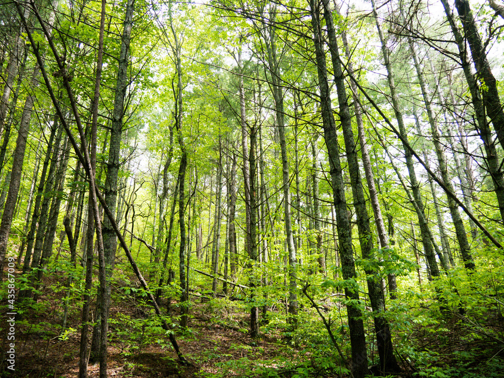 A Beautiful Walk in the Woods where you are left to your own thoughts and you're able to be carefree
A Beautiful Walk in the Woods where you are left to your own thoughts and you're able to be carefree