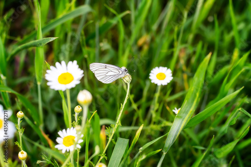Close up shot of a beautiful white butterfly (Aporia crataegi), on a defocused green spring background with daisies