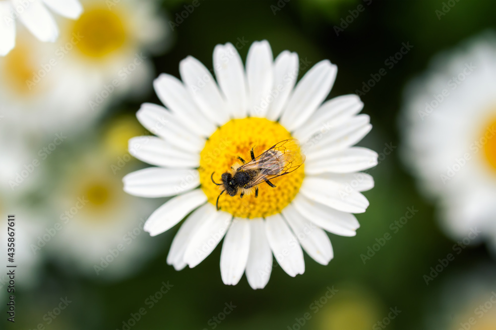 Honey bee on a daisy on a defocused background with a meadow full of daisies