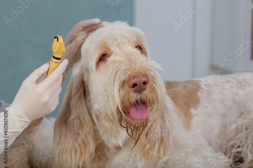 vet doctor examins ears of dog with the tool