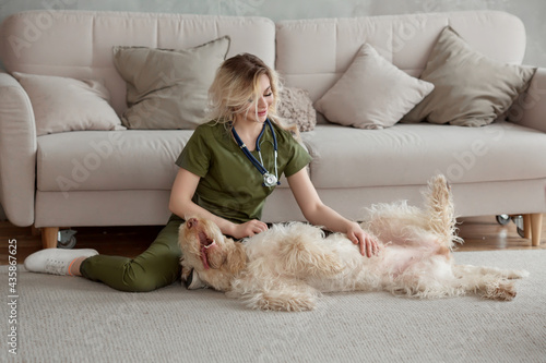 young beautiful woman with cute spinosa dog in the room. She wears vet uniform