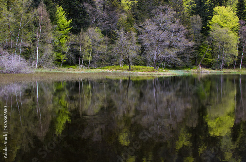 arbres se reflétant dans les eaux sombres d'un lac des Vosges en France au printemps