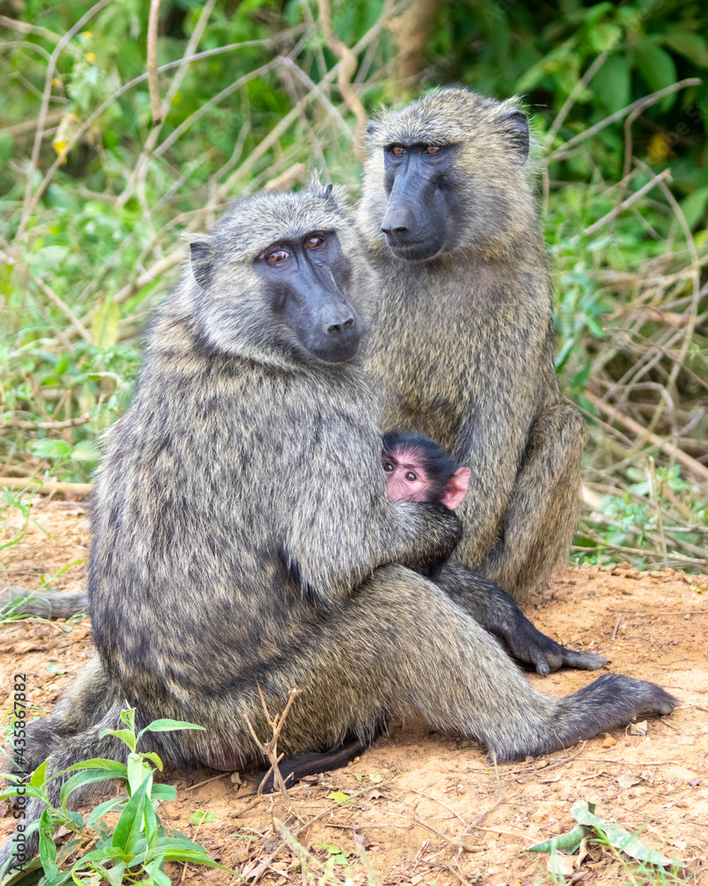 Baboon family in the Jungle, Safari in Africa. Uganda Baboon family in the Jungle, Safari in Africa. Uganda