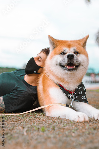 Dog Akita Inu - Japonese
