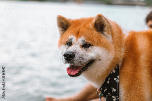 Dog Akita Inu - Japonese