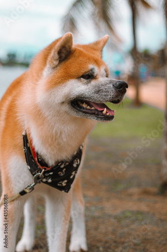Dog Akita Inu - Japonese