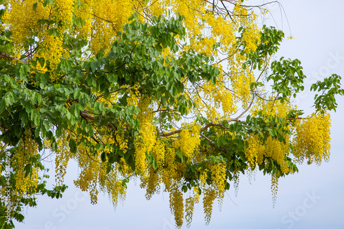 Cassia fistula or Golden Shower flower are blooming photo