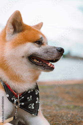 Dog Akita Inu - Japonese