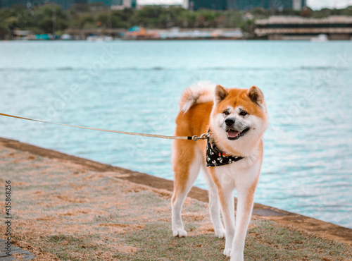 Dog Akita Inu - Japonese