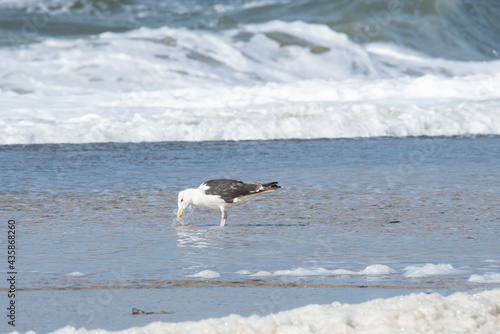 fressende Möwe am Strand vor Bradnung photo