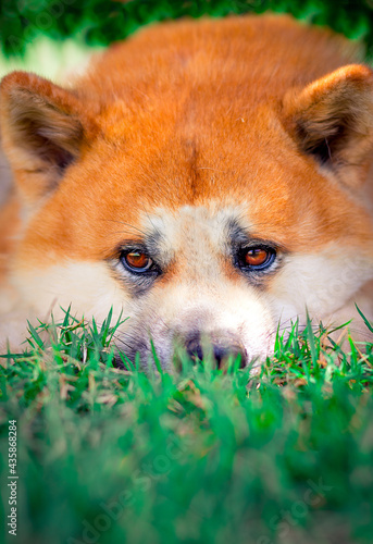 Dog Akita Inu - Japonese