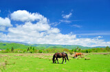 Gazing horses in the countryside in Romania
