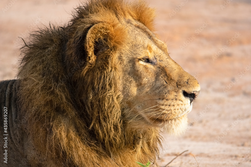 Portrait of a lion. Safari in Africa. Uganda Portrait of a lion. Safari in Africa. Uganda