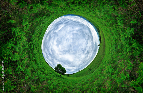 Stereographic panoramic projection of a green field in the summer with an aesthetic tree. 360 degree panorama.