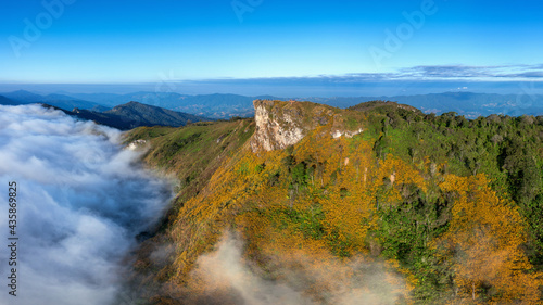 Aerial view of Phu chi fa mountains with mexican flower in Chiang rai, Thailand.