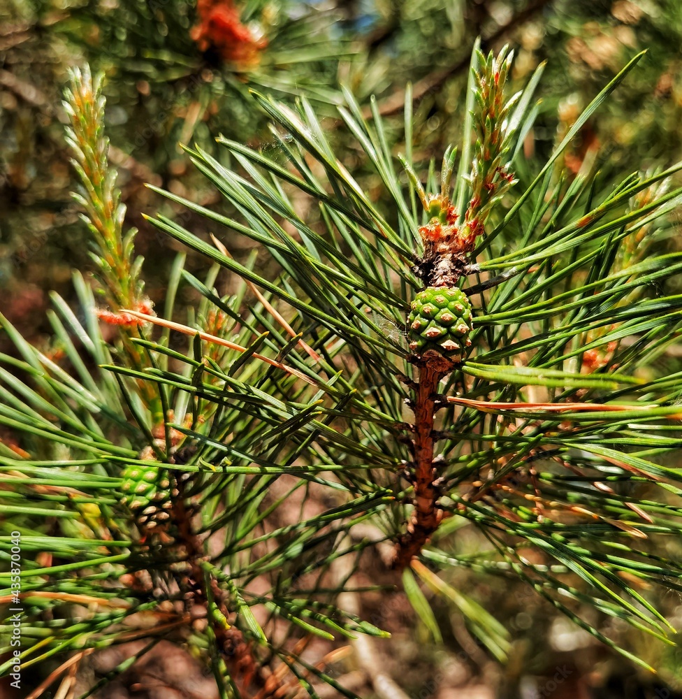 close up of pine needles close up of pine needles