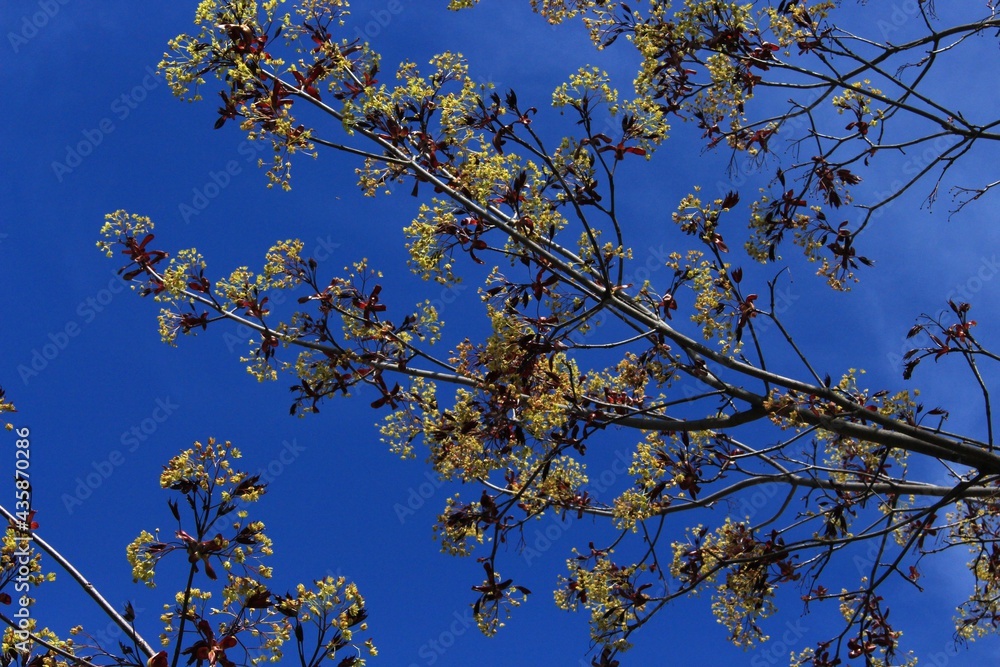Fototapeta premium Delicate yellow flowers bloom on a dark-leaved maple tree in a spring park