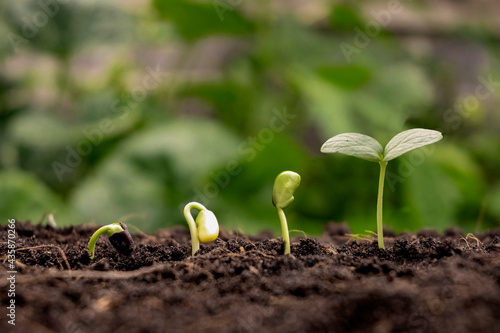 Concept of plant growth and cropping. Trees growing on fertile soils, respectively, the germination of trees.