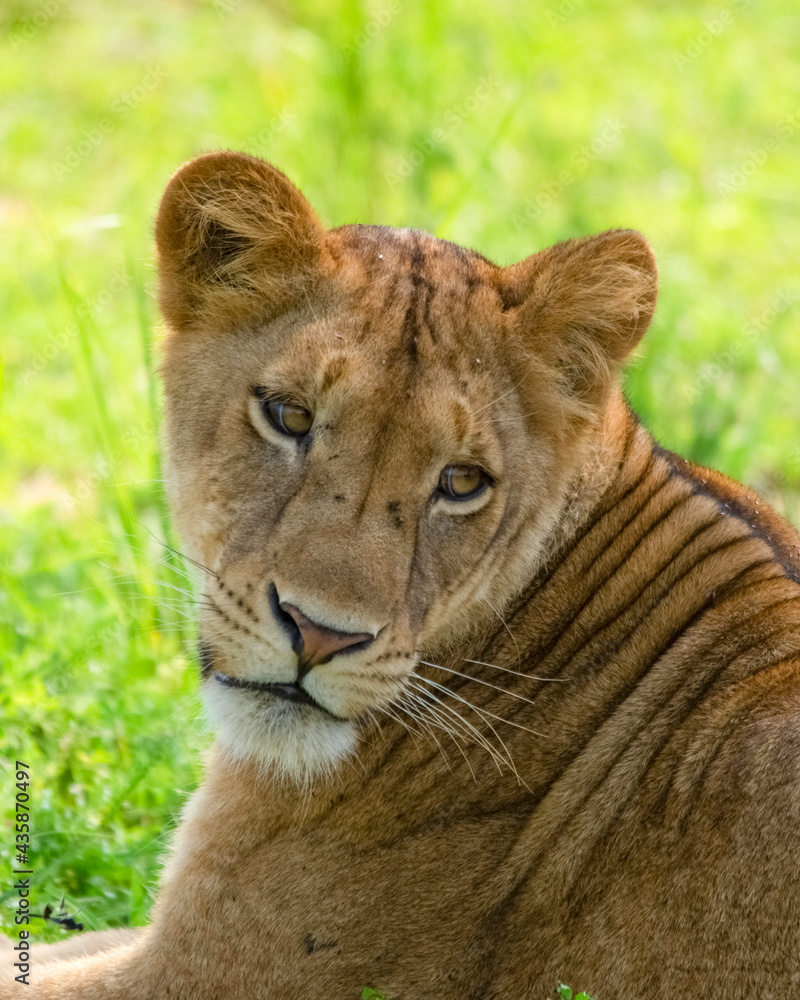 Fototapeta premium Portrait of a lioness. Safari in Africa. Uganda
