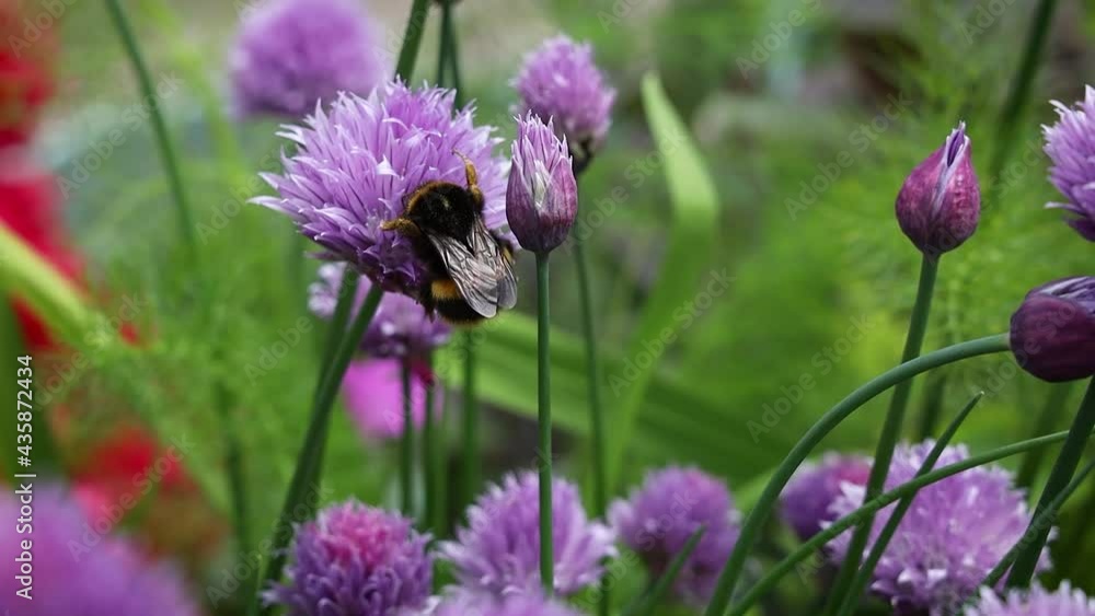 Large Bumblebee Collecting Pollen From Chive Flowers Large Bumblebee Collecting Pollen From Chive Flowers