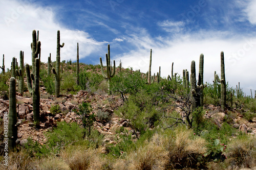 Saguaro Cactus, Sonoran Desrt, near Tucson, Arizona