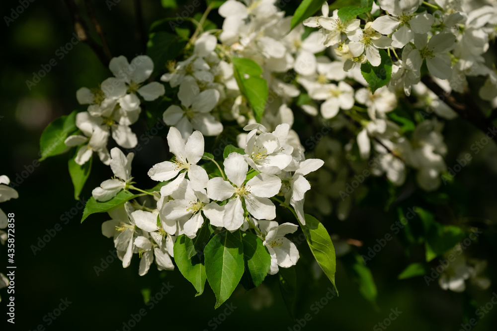 Branches of a blossoming apple tree. Copy space Spring vibes Branches of a blossoming apple tree. Copy space Spring vibes