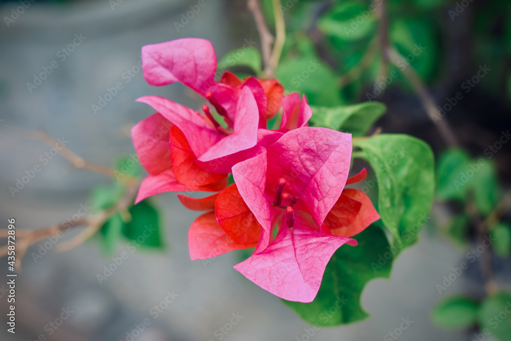Pink bougainvillea with leaves and gray background