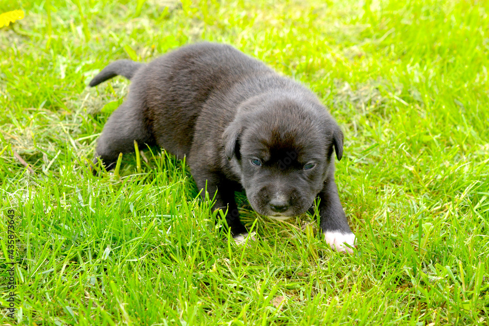 small black  cute mixed breed puppy  