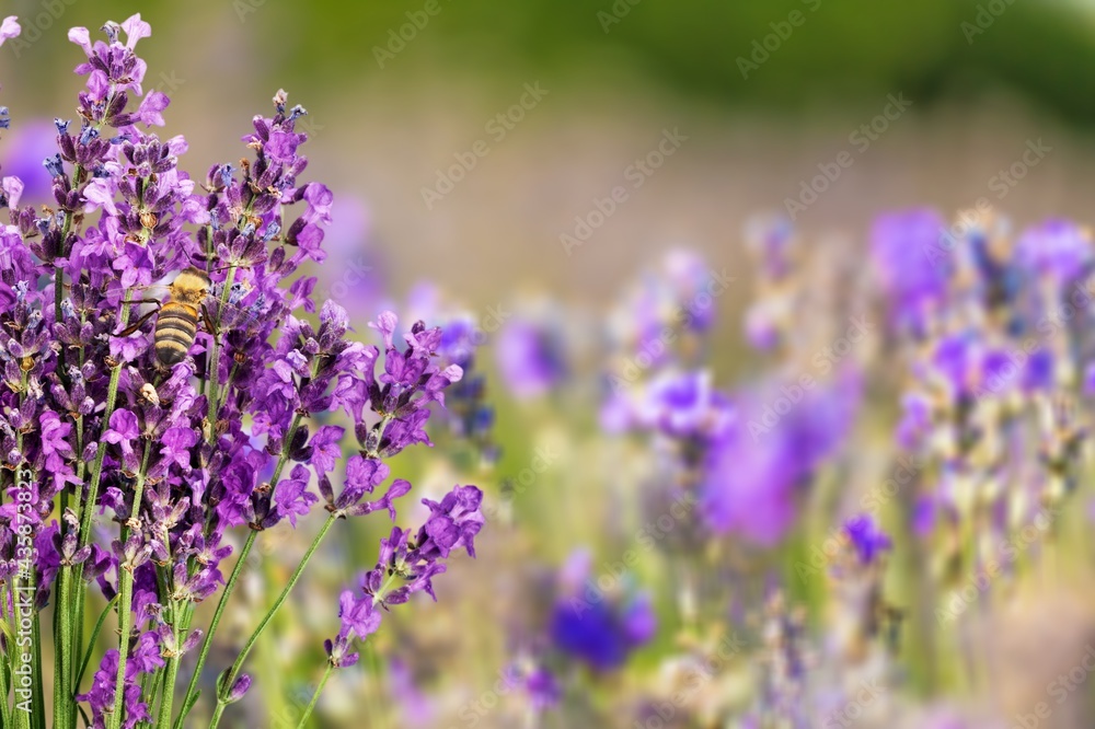 Naklejka premium Lavender.