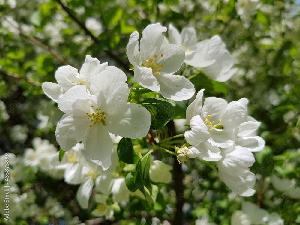 White flowers of apple tree on a branch White flowers of apple tree on a branch