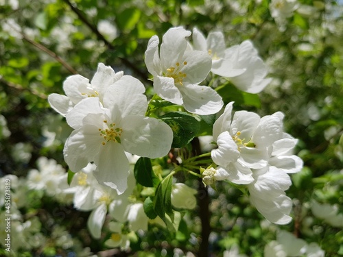 White flowers of apple tree on a branch
