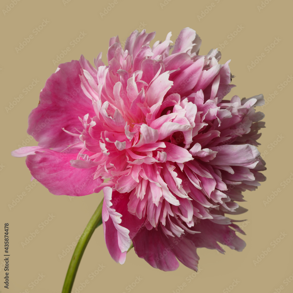 Delicate pink peony flower isolated on a beige background.