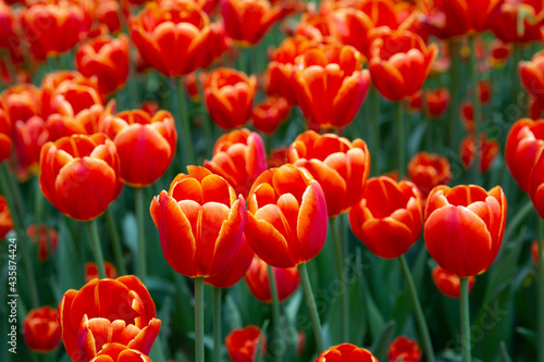 Field of red tulips in the park