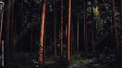 Quadro em tela Beautiful background of tree trunks in forest