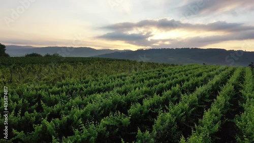 Sunset in a vineyard in Germany, Baden-Württemberg, Breisgau