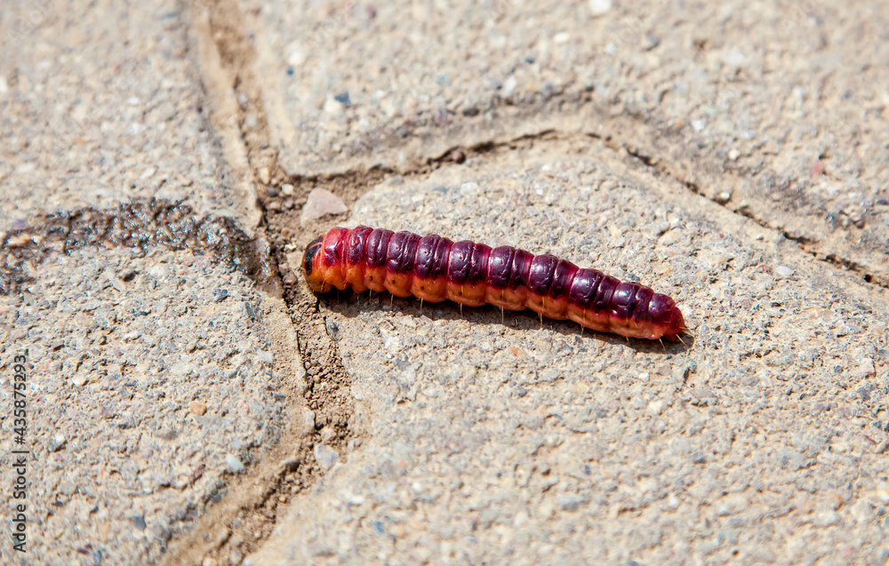 Large red Caterpillar, butterfly Latin: Cossus cossus, larva moves, crawls along the walk of stone. (Goat moth) Weidenbohrer in Germany, Rhineland Palatinate, Gau-Odernheim Large red Caterpillar, butterfly Latin: Cossus cossus, larva moves, crawls along the walk of stone. (Goat moth) Weidenbohrer in Germany, Rhineland Palatinate, Gau-Odernheim
